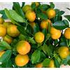 N/A Citrus reticulata (Early Mandarin) 65-120cm | Mandarin orange | Tangerine - - M