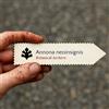 World Plants Annona neoinsignis | 5 SEEDS - - SEMI Graviola selvatica | Annona della foresta