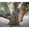 N/A Quercus x crenata 100-120cm | Spanish oak | Hybrid oak - - Quercia spagnola | Q