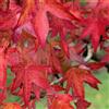 N/A Liquidambar styraciflua - storace americano (Alveolo forestale) - 25-50cm