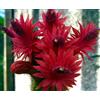N/A Bolivicereus samaipatanus 5-10cm | Samaipata cactus | Bolivian torch - - Cactus