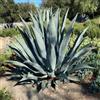 N/A Agave americana protoamericana - (Vaso 18 cm) - 20-25cm