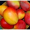 N/A Mangifera indica cv IRWIN 75-130cm | Mango | Indian mango - - Mango | Mangifera