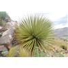N/A Puya raimondii - Regina delle Ande (Vaso 15 cm) - 10-15cm
