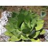 N/A Agave chiapensis - agave del Ciapas (Vaso 18 cm) - 15-25cm