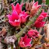 N/A Brachychiton discolor 50-80cm | Lacebark tree | Queensland lacebark - - Albero