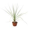N/A Beaucarnea gracilis - zampa di Elefante (Basket 18 cm) - 25-60cm