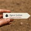 World Plants Agave lyobaa | Coyota Agave | 10000 SEEDS - - SEMI Agave coyota | Agave lyobaa