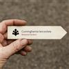 N/A Cunninghamia lanceolata | Common China Fir | 100 SEEDS - - SEMI Abete cinese |