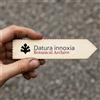 World Plants Datura innoxia | Downy Thorn Apple | Moonflower | 1000 SEEDS - - SEMI Stramonio