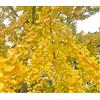 N/A Ginkgo biloba 100-120cm | Maidenhair tree | Ginkgo - - Albero dei ventagli | Gi
