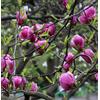 N/A Magnolia soulangeana 70-120cm | Saucer magnolia | Tulip tree - - Magnolia soula
