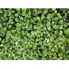 1 PIANTA MUEHLENBECKIA IN VASO DA 17CM, PIANTE DA ESTERNO, SEMPREVERDE