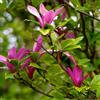N/A Magnolia susan (Vaso quadro 9x9x20 cm) - 100-120cm