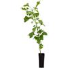 Vivai Mola della Abbadia srl Ginkgo biloba - albero della vita (Pianta in Vaso) - 60-100cm
