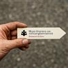 World Plants Musa itinerans var. xishuangbannaensis | Giant Yunnan Banana | 100 SEEDS - - SE