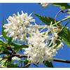 World Plants Staphylea colchica 25-45cm | Colchic bladdernut | Caucasian bladdernut - - Noce