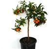 N/A Citrus japonica 65-120cm | Kumquat | Fortunella - - Kumquat | Mandarino cinese