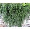 N/A Rosmarinus officinalis prostratus - rosmarino prostrato (Alveolo forestale) - 5-