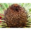 N/A Cycas revoluta | Sago Palm | King Sago | SEEDS - - Semi NO Encephalartos Dioon