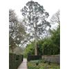 N/A Eucalyptus parvifolia - eucalipto a foglie piccole (Vaso quadro 9x9x20 cm) - 60-