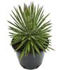 N/A Agave x leopoldii - agave con riccioli bianchi (Pianta in Vaso) - 10-15cm
