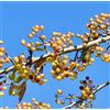 N/A Malus hupehensis 30-70cm | Chinese crab apple | Tea crabapple - - Melo cinese |