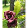 World Plants Asimina triloba 20-30cm | Pawpaw | Indiana banana - - Banana di montagna | Asim