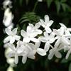 VIVAI LA ROSA Pianta di Gelsomino Siciliano, Jasminum officinale vs16, fiore bianco profumato