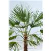 Vivai Mola della Abbadia srl Trachycarpus fortunei - palma cinese (Alveolo forestale) - 20-40cm
