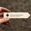 World Plants Carissa tetramera | Sand Numnum | 1000 SEEDS - - SEMI Carissa | Sand numnum