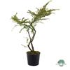 vivaimdb COTONEASTER HORIZONTALIS v18 Cotognastro orizzontale pianta tappezzante
