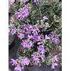 N/A Rosmarinus officinalis cv. "Majorca Pink" - rosmarino eretto fiori rosa (Alveolo