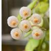 N/A Hoya krohniana 3-5cm diameter | Wax plant | Porcelain flower - - Fiore di porce