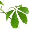 N/A Chorisia speciosa 100-120cm | Silk floss tree | Kapok tree - - Albero della set