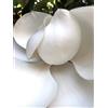 N/A Magnolia grandiflora 60-100cm | Southern magnolia | Bull bay - - Magnolia sempr