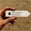 World Plants Myrceugenia lanceolata | Arrayancillo | 100 SEEDS - - SEMI Arrayancillo | Mirto