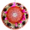 N/A Melocactus matanzanus WITH CEPHALIUM 6-10cm | Turk's cap cactus - - Cactus capp