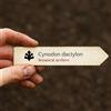 World Plants Cynodon dactylon | Bermuda Grass | 1000 SEEDS - - SEMI Erba delle Bermuda | Erb