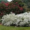 N/A Deutzia gracilis - deuzia (Vaso quadro 12x12x20 cm) - 90-110cm