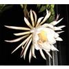 World Plants Epiphyllum chrysocardium (white flowers) 25-40cm | Fern leaf cactus - - Cactus
