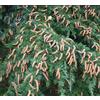 N/A Cedrus deodara 100-120cm | Deodar cedar | Himalayan cedar - - Cedro dell'Himala