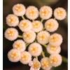 World Plants Hoya lacunosa 10-15cm | Cinnamon Hoya | Wax Plant - - Pianta di cera | Fiore di