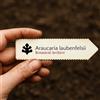 World Plants Araucaria laubenfelsii | De Laubenfels' Araucaria | 100 SEEDS - - SEMI Araucari