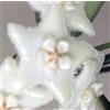 World Plants Hoya stoneana 10-25cm | Wax plant | Porcelain flower - - Pianta di cera | Fiore