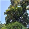 N/A Podocarpus neriifolius - Podocarpo bruno (Alveolo forestale) - 70-100cm
