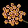 N/A Hoya waymaniae 5-10cm | Wax plant | Porcelain flower - - Fiore di porcellana |