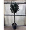 Olea Europea Cf. 12-14cm, Piante Ornamentali In Vaso 35, Altezza Circa 200cm