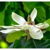 N/A Magnolia officinalis 20-35cm | Houpu magnolia | Magnolia bark - - Magnolia offi