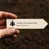N/A Ledebouria asperifolia | African Hyacinth | 100 SEEDS - - SEMI Giacinto african